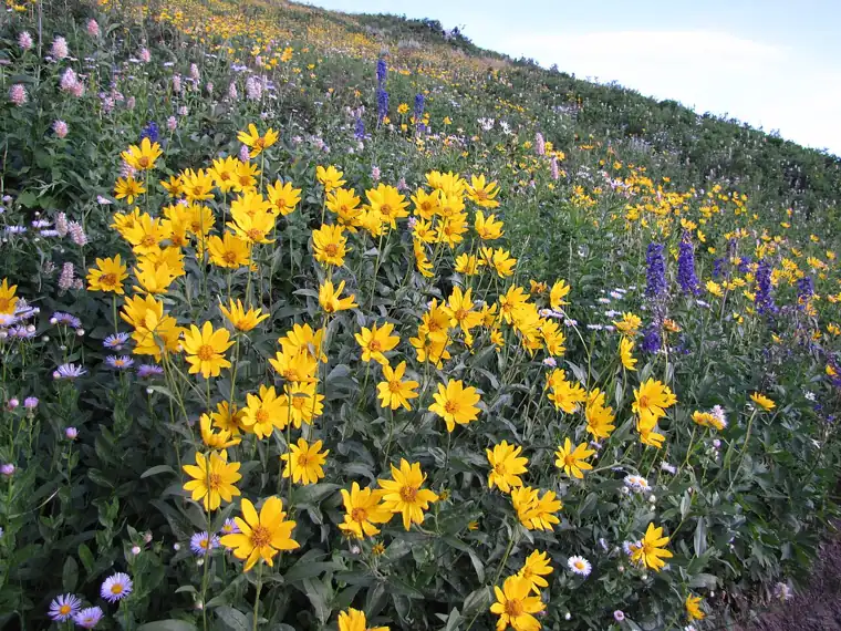 Great Western Trail, Chilly Peak Ridgeline. Uinta-Wasatch-Cache National Forest. Photo by Mark Muir 8/13/2011. Credit: US Forest Service