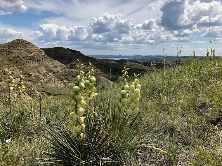 A yucca plant overlooks Cabin Coulee on the Charles M. Russell National Wildlife Refuge in Montana in the United States