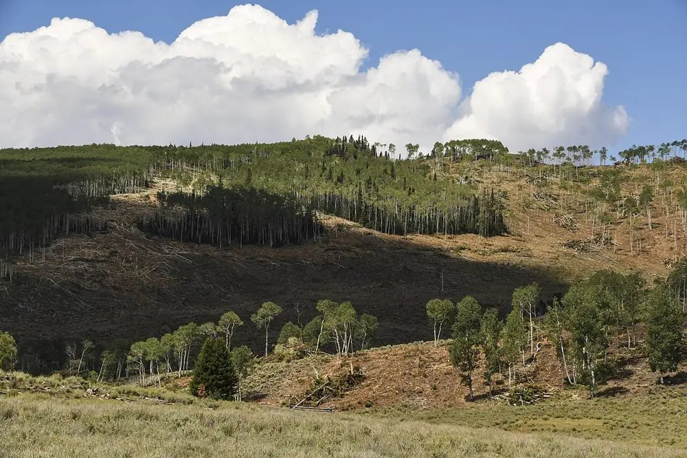 Thinned unit in aspen restoration project on Monroe Mountain. Forest Service photo by John Zapell