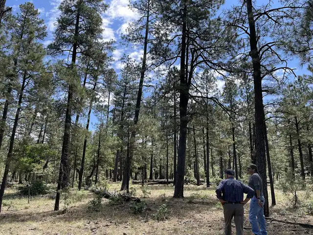 Photo taken in Gila National Forest