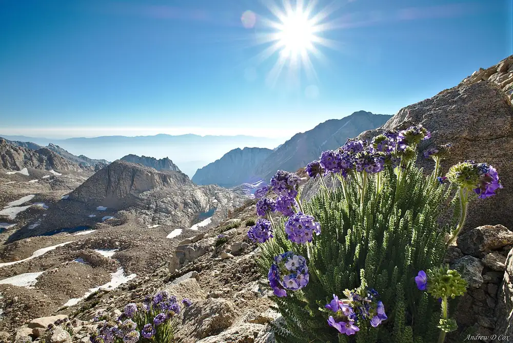 Photo taken in Inyo National Forest