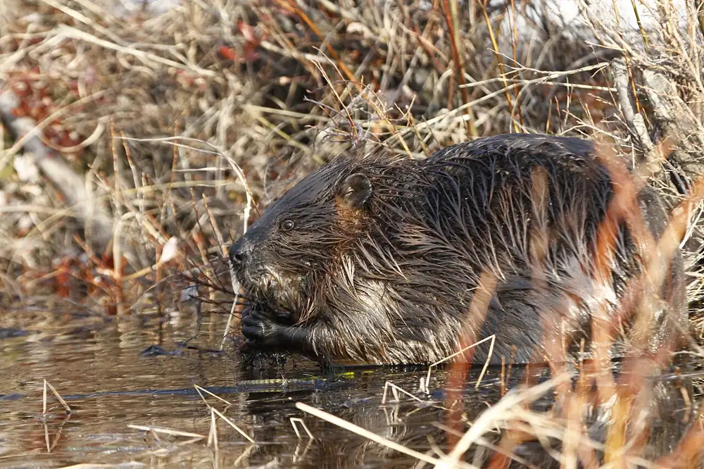 A beaver feeds on flooded shore of Kanuti Lake in May 2011. Credit: Ronan Dugan/USFWS