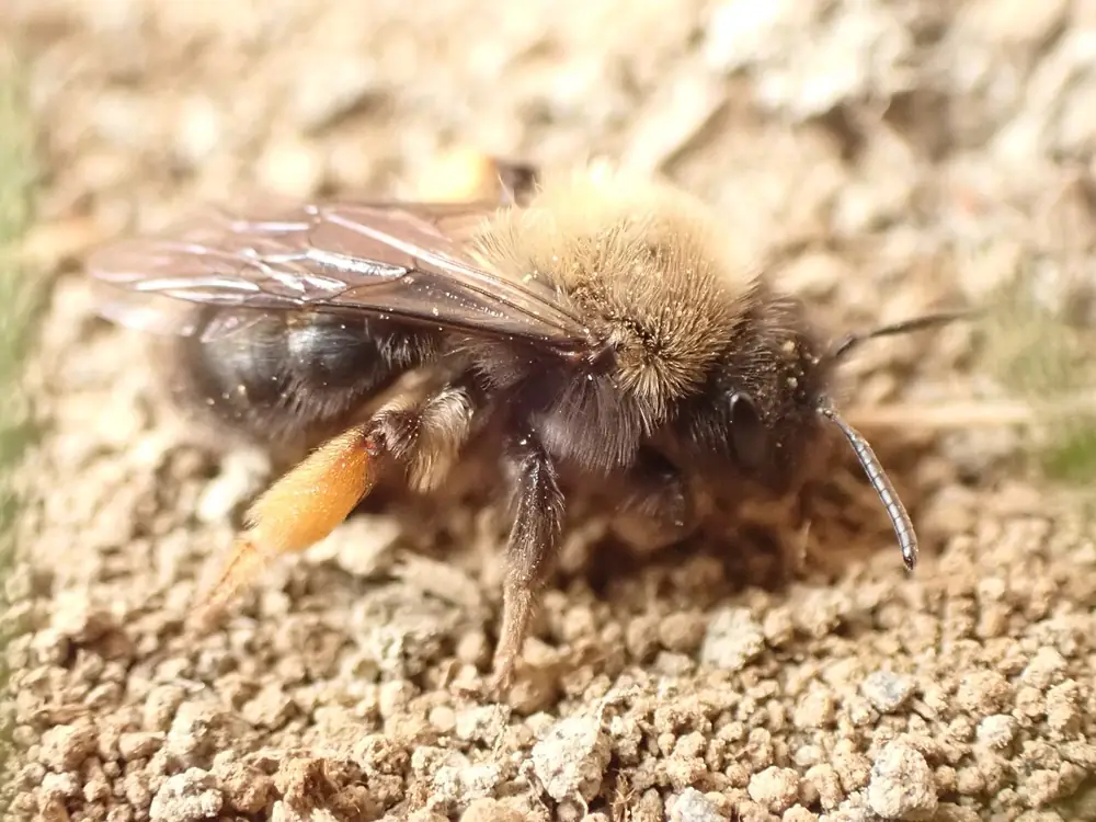 Clark's mining bee ( Andrena clarkella ) at Kenai National Wildlife Refuge headquarters in Soldotna, Alaska. Alaska Bee Atlas site name: AE20-MB25-A