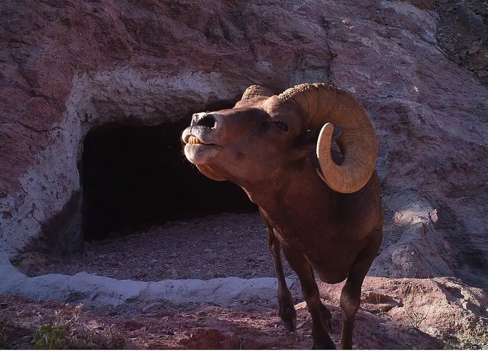 Kofa National Wildlife Refuge, Arizona /USFWS