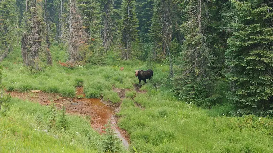 USFS Photo. A moose cow stands in a riparian area in the upper Lolo Creek drainage, Montana