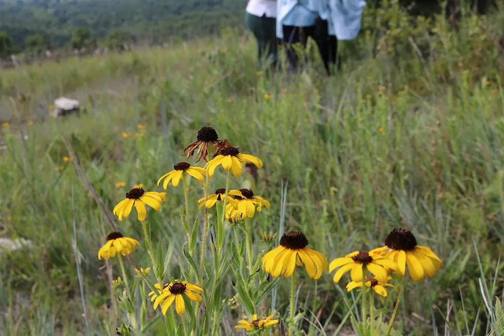 Missouri coneflowers in the foreground of this scenic view of the glades