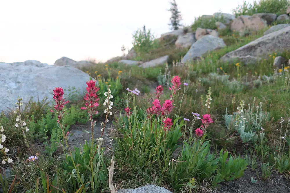 Dawn near Cly Lakes on the Payette National Forest in IdahoJuly 21. Forest Service photo by Katelynn Curtis
