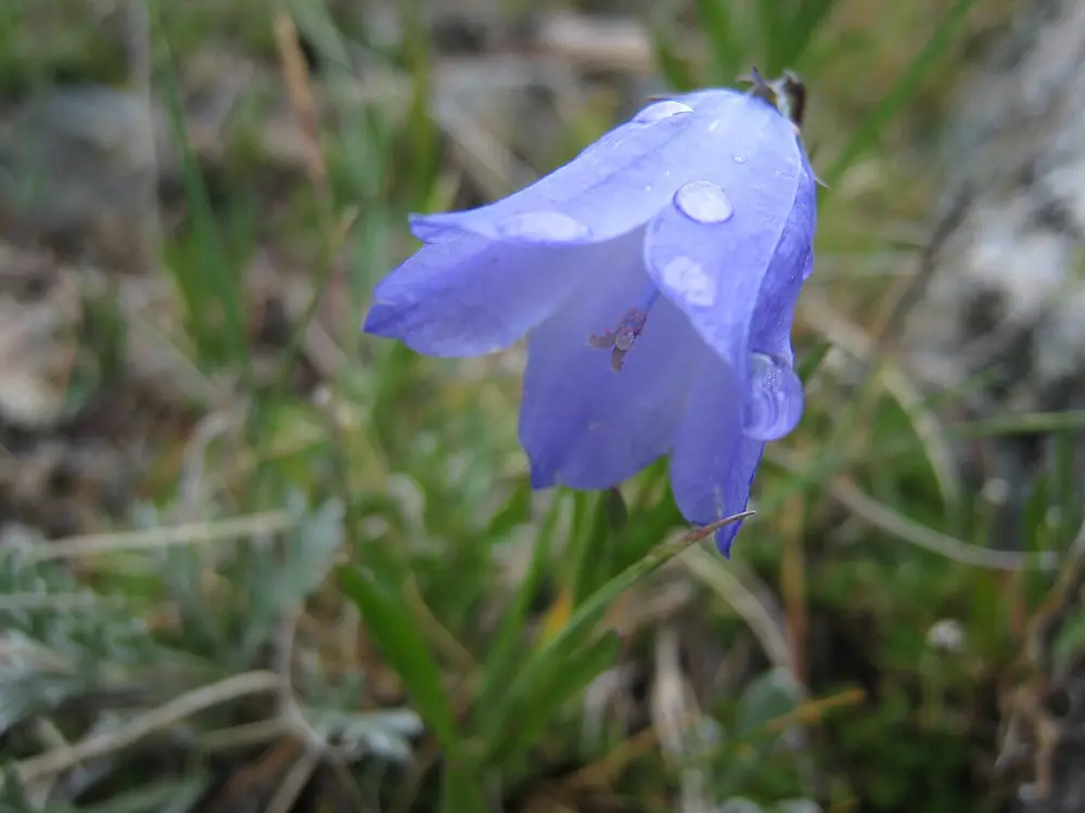 Photo taken in Roosevelt National Forest