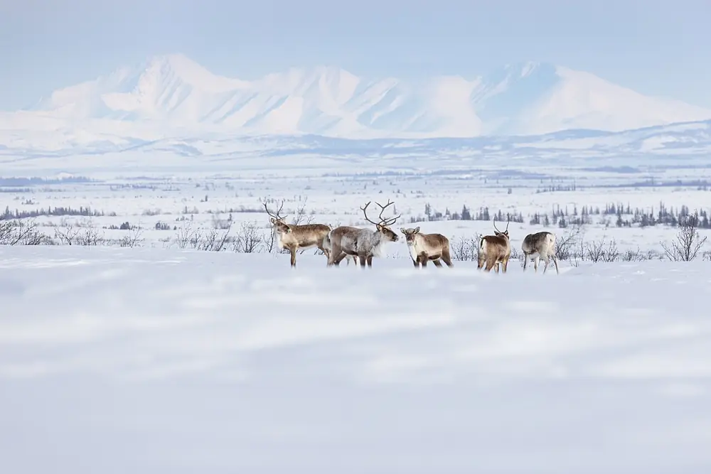 Photo taken in Selawik National Wildlife Refuge