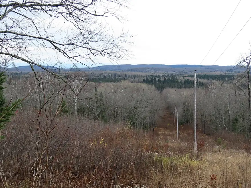 The trees seen from the overlook are all bare