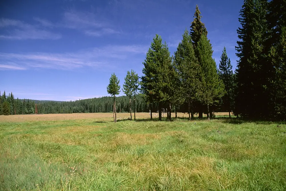 Desolation Meadows, Umatilla National Forest.jpg